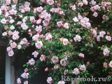 Albertine Albertine