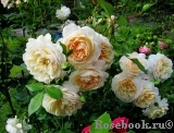 Crocus Rose® Crocus Rose®