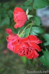 Alain Alain