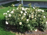 Crocus Rose® Crocus Rose®