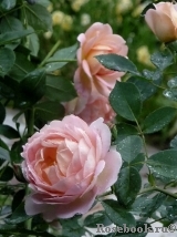 Lady of Shalott 