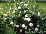 Crocus Rose® Crocus Rose®