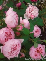 The Alnwick Rose The Alnwick Rose