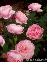 The Alnwick Rose The Alnwick Rose