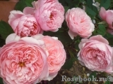 The Alnwick Rose The Alnwick Rose