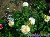 Crocus Rose® Crocus Rose®
