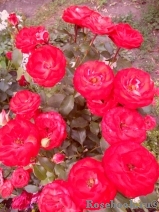 Planten un Blomen® Planten un Blomen®