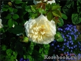Crocus Rose® Crocus Rose®