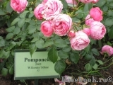 Pomponella Pomponella