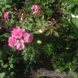 Zephirine Drouhin Zephirine Drouhin
