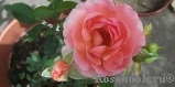 Pink Abundance Pink Abundance