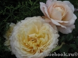 Crocus Rose® Crocus Rose®