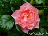Strawberry Hill Strawberry Hill