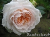 Crocus Rose® Crocus Rose®
