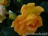 Bernstein-Rose Bernstein-Rose