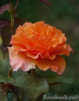 Westerland Westerland