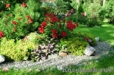 Scarlet Meillandecor Scarlet Meillandecor