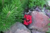 Scarlet Meillandecor Scarlet Meillandecor