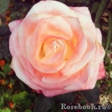 Belle Perle Belle Perle