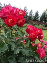 Midsummer Midsummer