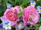 Jubilee Celebration®