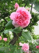 Comtesse de Segur 