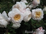 Crocus Rose® Crocus Rose®