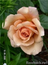 Julia's Rose Julia's Rose