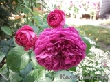 Falstaff® Falstaff®