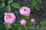 The Alnwick Rose The Alnwick Rose