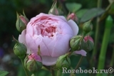 The Alnwick Rose The Alnwick Rose