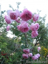 Alan Titchmarsh Alan Titchmarsh