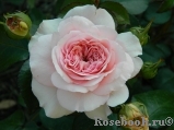 Mariatheresia Mariatheresia
