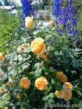 Crown Princess Margareta® Crown Princess Margareta®