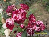 Arrow Folies ® Arrow Folies ®