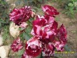 Arrow Folies ® Arrow Folies ®