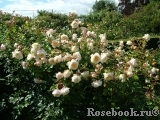Crocus Rose® Crocus Rose®