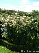 Crocus Rose® Crocus Rose®