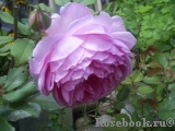 Alan Titchmarsh Alan Titchmarsh