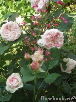 Claire Rose Claire Rose