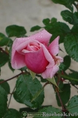 Blossomtime Blossomtime