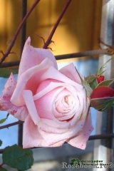 Blossomtime Blossomtime