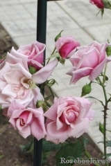 Blossomtime Blossomtime