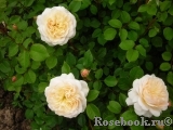 Crocus Rose® Crocus Rose®