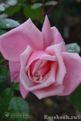 Blossomtime Blossomtime