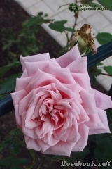 Blossomtime Blossomtime