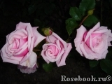 Blossomtime Blossomtime