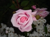 Blossomtime Blossomtime