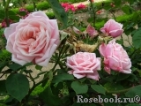 Blossomtime Blossomtime