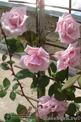 Blossomtime Blossomtime